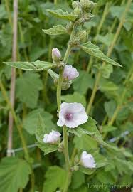 The plant is usually found in marshy areas, chiefly. Growing Plants Flowers And Herbs For Skincare Lovely Greens