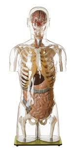Our anatomical torso models feature ranging levels of removable organs, including brain models, heart models, liver models, eye models, pancreas models and detachable muscles. Transparent Torso Model With Head Transparent Torso Models Figures Torsos General Anatomy Anatomical Somso Models Cla Coburger Lehrmittelanstalt