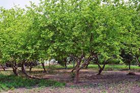 How To Grow Guava Harvest To Table