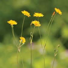 Image result for Cyathea mildbraedii