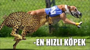 Cita Ya Kafa Tutan En Hizli Kopek The Fastest Dog Speed Dogs Best Dogs Youtube
