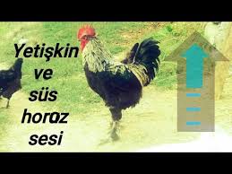 Muhabbet Kusu Ciftlesmesi Sesleri Ciftlesmek Sesi Kizistirma Isteyen Erkek Disi Azdirici Kus Disi Youtube