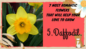 Maybe you would like to learn more about one of these? 7 Most Romantic Flowers That Will Help Your Love To Grow