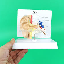 Courtesy of the laboratory for tissue engineering and organ fabrication, massachusetts you may have seen it in a textbook or on tv: Life Size Human Ear Model In Traumatism Anatomy Skeleton Anatomical Brain Skull Medical Instr Human Ear Anatomical Leather Mouse Pad