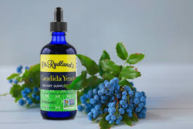 Image result for Buchnera candida