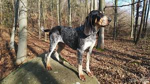 Image result for malý modrý gaskoňský honič