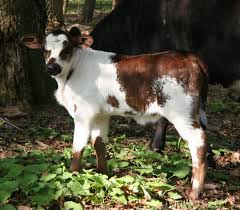 Fern Hill Cattle For Sale Cow Calf Cattle For Sale Cattle