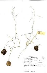 Image result for Ceropegia namuliensis