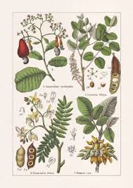 Image result for Anacardiaceae