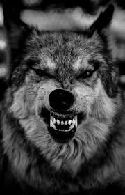 Pin Em Wolf
