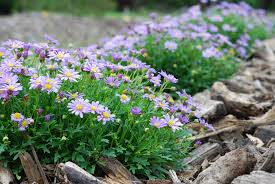 Image result for Brachycome mossambicensis