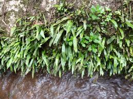 Image result for Loxogramme