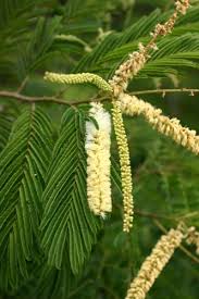 Image result for Acacia amythethophylla