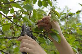 Hecken im sommer in form schneiden damit hecken dicht wachsen, müssen sie regelmäßig beschnitten werden. Kirschbaum Schneiden Zeitpunkt Vorgehen Plantura