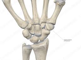 Image result for Trapezoid Bone