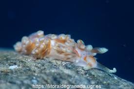 Image result for Bergia salaria