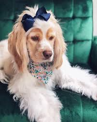 cockerspaniel #bow #bandana #beautiful