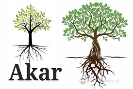 Pengertian Akar Fungsi Struktur Jenis Ciri Dan Sifat