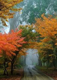 Mt Dandenong Dandenong Ranges Australia By Mellosphotography Colour My World Beautiful Landscapes Autumn Scenery Beautiful Nature