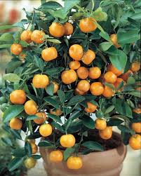 Miniature Orange Tree Calamondin 8 Pot No Shipping To Tx Fl Az Ca La Hi Hirt S Gardens Orange Tree Bonsai Fruit Tree Fruit Trees