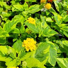 Image result for Lantana camara