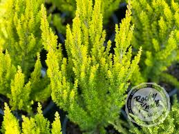 Image result for Erica arborea