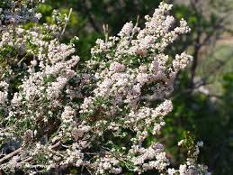 Image result for Erica arborea