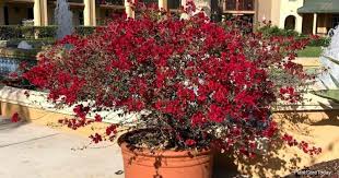 Maybe you would like to learn more about one of these? Tips On Growing Bougainvillea In Florida