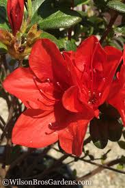 A larger, upright form that makes a beautiful screen or hedge along a drive, walkway or property line. Buy Mrs G G Gerbing Azalea Free Shipping 1 Gallon Pot For Sale From Wilson Bros Gardens Online