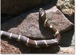 Holbrooki ) and three species of rat snake ( pantherophis alleghaniensis , p. Common Kingsnake Lampropeltis Getula Desertusa