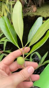 Image result for Oleaceae