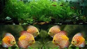 Ukuran ikan ini bisa mencapai 24 inch atau sekitar 50 cm. Budidaya Ikan Hias Air Tawar Di Aquarium Berdesa