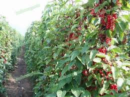 Schisandra is used as an adaptogen for increasing resistance to disease and stress, increasing energy, and increasing. Schisandra Chinensis Planting