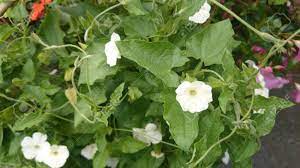 Feb 15, 2021 · bleeding heart flower meaning. Thunbergia Alata Pure White Pure White Clock Vine Woody Vine With Heart Shaped Leaves And Pure White Flowers Without A Dark Center Stock Photo Picture And Royalty Free Image Image 38738511