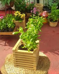 Image result for Aeollanthus suaveolens