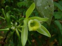 We did not find results for: Coffee Cocoa And Vanilla An Opportunity For More Trees In Tropical Agricultural Landscapes Eurekalert Science News