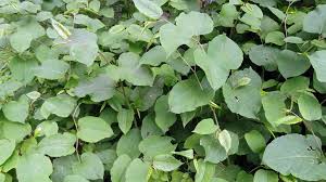 La renouée du japon ou renouée à feuilles pointues (reynoutria japonica ou fallopia japonica suivant les sources) est une espèce de plantes herbacées vivaces de la famille des polygonaceae originaire d'asie orientale, naturalisée en europe dans une grande diversité de milieux humides. L Inquietante Expansion Des Plantes Invasives En France