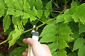 Wisteria Pruning Rhs Gardening Garden Shrubs Wisteria Pruning Pruning Plants