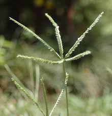 Indian goosegrass and silver crabgrass. Plants Of Louisiana
