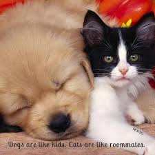 Sir, this is a unique dog. Cats Vs Dogs Quotes And Funny Sayings For Your Beloved Pets