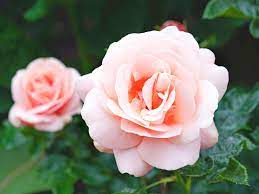 Ideally, if you have the space, plant in tight groups of three of the same variety. A Complete Guide To Growing Roses Love The Garden