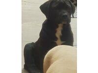 Initially,their energy level of a growing south african boerboel puppy can be dangerous. Syjwmuyy7cxsjm