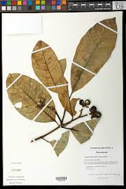 Image result for Tabernaemontana crassa