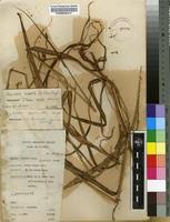 Image result for Digitaria ternata