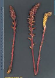 Image result for Orobanche minor