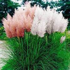 Different Colors Of Pampas Grass Cortaderia Selloana 100 Etsy In 2021 Pink Pampas Grass Tall Ornamental Grasses Pampas Grass Seed