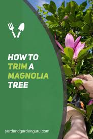 Magnolia 'jane' blooms on old wood so pruning immediately after flowering is recommended. Magnolia Tree Care Trimming