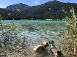 Am seeufer führt keine durchgangsstraße entlang; Urlaub Mit Hund Am Weissensee Karnten Hundereise