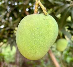Himsagor Mango 15 KG