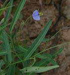 Image result for Crotalaria pallidicaulis